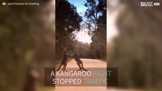 Epic kangaroo fight in the middle of the road