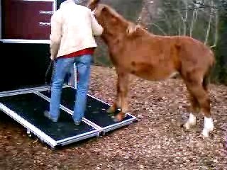 Embarquement de mon cheval dans le van suite 2