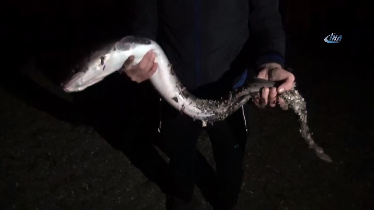 Ayvacık'ta Oltayla 1,5 Metre Uzunluğunda Yılan Balığı Takıldı