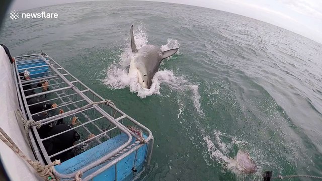 Cameraman has near miss with huge great white shark