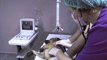 Kafası Bidona Sıkışan Köpek Tedavi Altına Alındı
