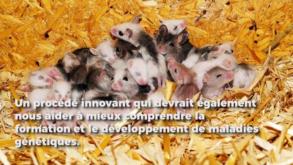 Des chercheurs chinois ont donné naissance à des souris sans père biologique