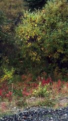 Moose Shreds Tree with His Antlers