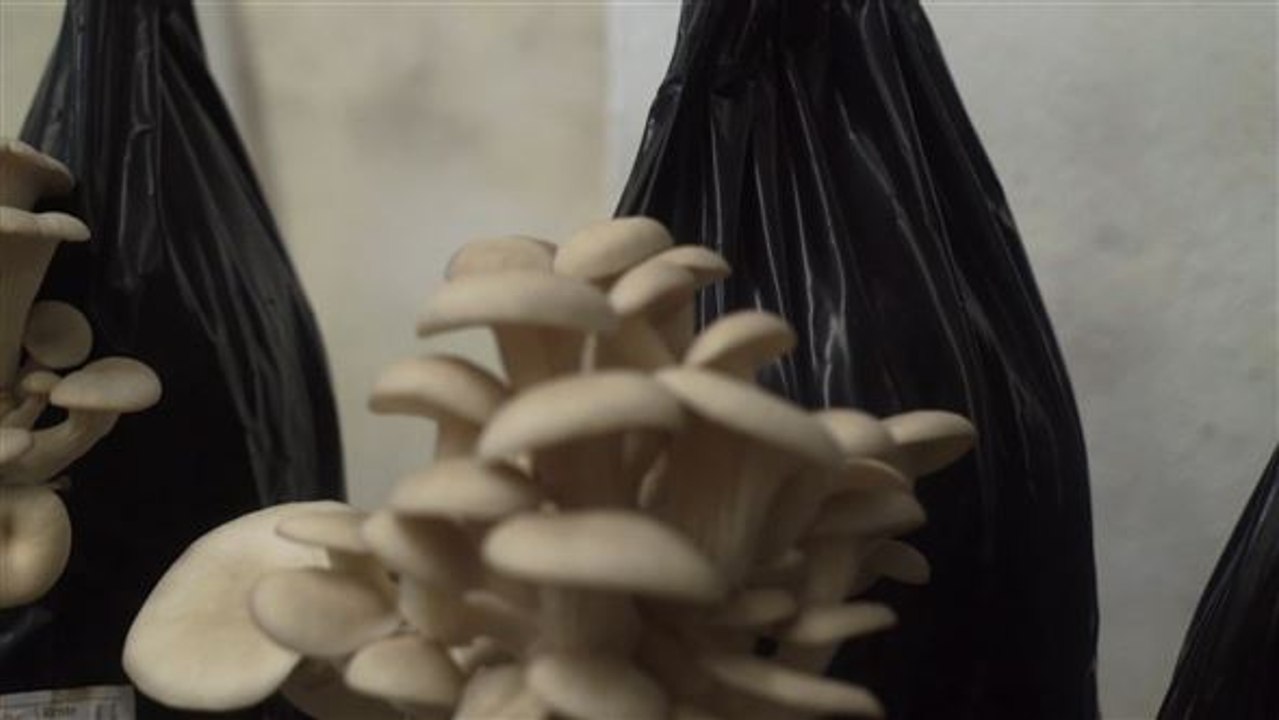 Urban Farming: Pilze züchten auf altem Kaffeesatz