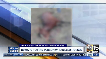 Wild horses shot, killed in Apache-Sitgreaves National Forest