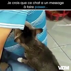 L'ivresse des papouilles ?