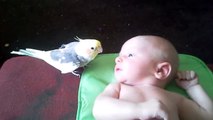 طائر الكوكتيل يغني لطفل الحان جميلة ..
