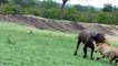 Amazing Rhino Came To Save Baby From 5 Lions - Rhino vs Buffalo, Lion, Elephant, Wildebeest