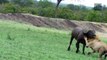 Amazing Rhino Came To Save Baby From 5 Lions - Rhino vs Buffalo, Lion, Elephant, Wildebeest