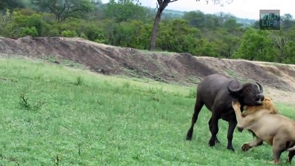 Download Video: Amazing Rhino Came To Save Baby From 5 Lions - Rhino vs Buffalo, Lion, Elephant, Wildebeest