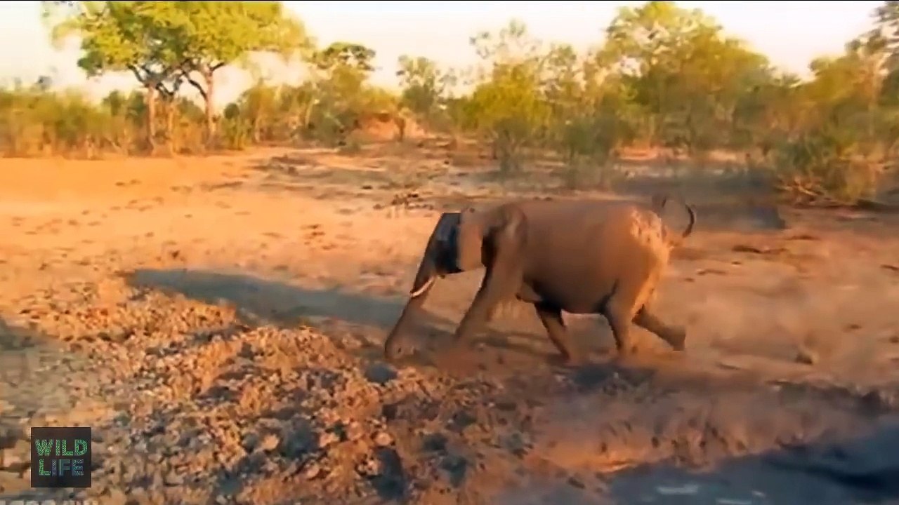 Elephant Pushing Down Tree and Chasing Giraffes - Elephant Fight With Animals