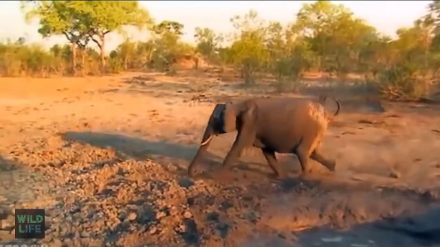 Elephant Pushing Down Tree and Chasing Giraffes - Elephant Fight With Animals