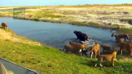 Smart Buffalo Fight to Break A Blockade By The Powerful Lions