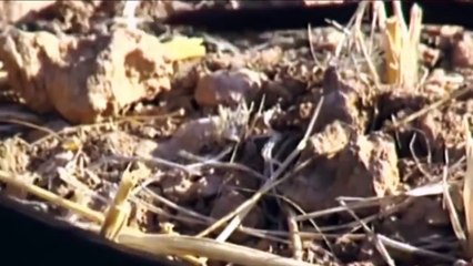 Toxic King Cobra is Scary But Brave Porcupine Come To Rescue Lizard