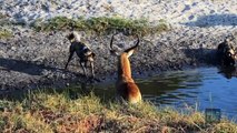Wild Dogs and The Strongest Fighting for Food - The Wild Battles of Wild Dogs