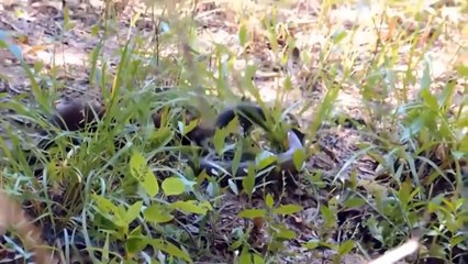 Wildebeest Try to Escape The Pack of Wild Dogs - Mongoose vs Python vs Capybara vs Anaconda