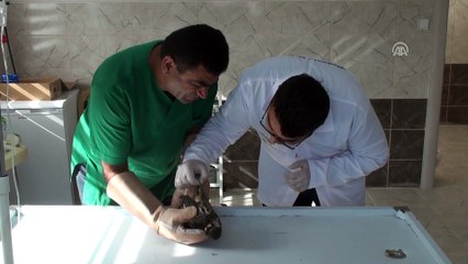 Doğubayazıt Belediyesi yaban hayvanlarının 'sigortası' oldu - AĞRI