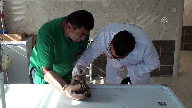 Doğubayazıt Belediyesi yaban hayvanlarının 'sigortası' oldu - AĞRI