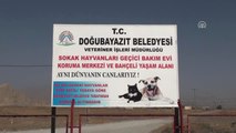 Doğubayazıt Belediyesi Yaban Hayvanlarının 'Sigortası' Oldu