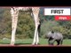 Adorable baby rhino takes first steps | SWNS TV