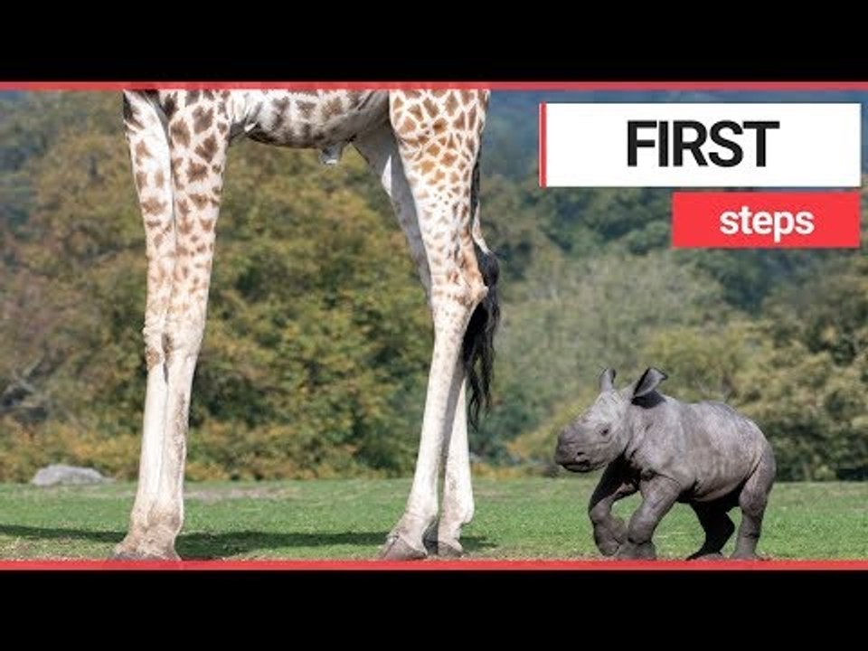 Adorable baby rhino takes first steps | SWNS TV