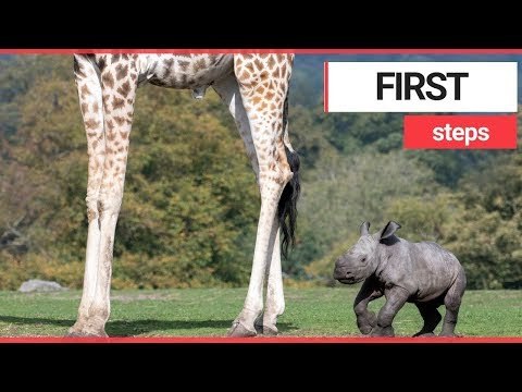 Adorable baby rhino takes first steps | SWNS TV