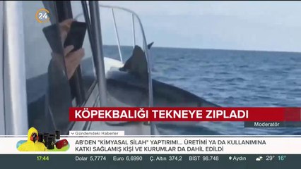 Köpek balığı tekneye zıpladı