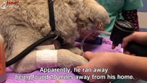 Cachorro de coração partido jogado em linha de trem é resgatado pelas pessoas certas e tudo muda