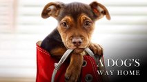 A Dog’s Way Home Bande-annonce VO (2019) Ashley Judd, Jonah Hauer-King