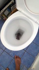 Regardez ce qui sort des toilettes au moment ou il tire la chasse