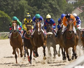 Les poules d’essai de plat