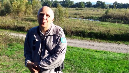 Des chevaux (presque) préhistoriques à la Petite Camargue alsacienne
