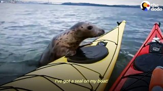 These kayakers had the sweetest encounter with a curious seal 