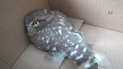 Polis Kontrolünde Yaralı Baykuş Bulundu