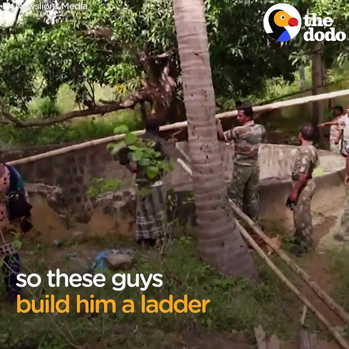 This leopard was trapped deep in a well, so people built him a ladder — and he just had to figure out how to climb it.