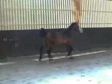 pouliche  dressage KWPN