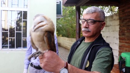 Nesli tehlikedeki peçeli baykuş bitkin halde bulundu - IĞDIR