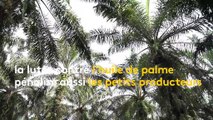 Indonésie : le boycott de l'huile de palme pénalise les petits exploitants