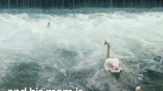 This mother swan's reaction when she's reunited with her baby is the sweetest 