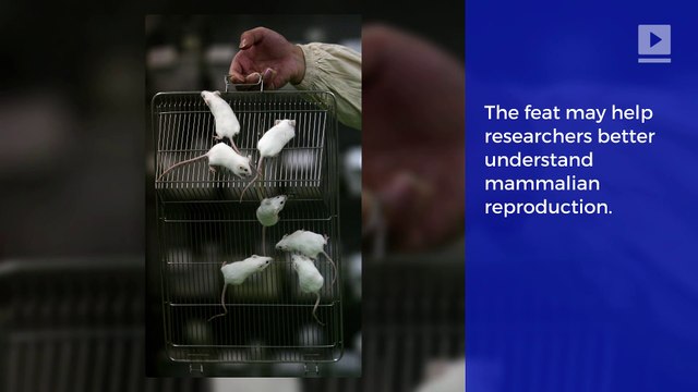 Scientists Successfully Breed Mice From Two Females