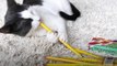 This cat is OBSESSED with pencils  ✏️
