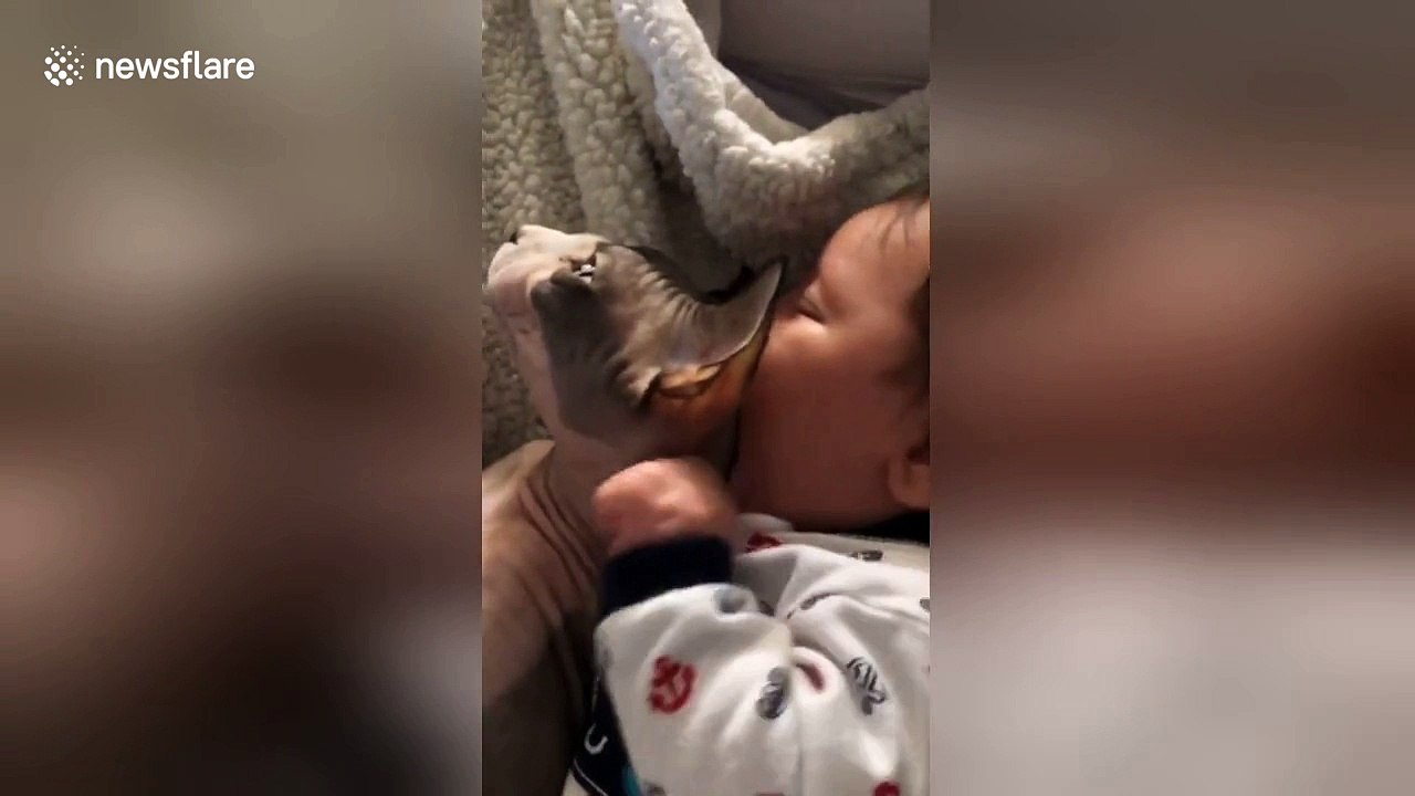 Baby sucks on Sphynx cat's head