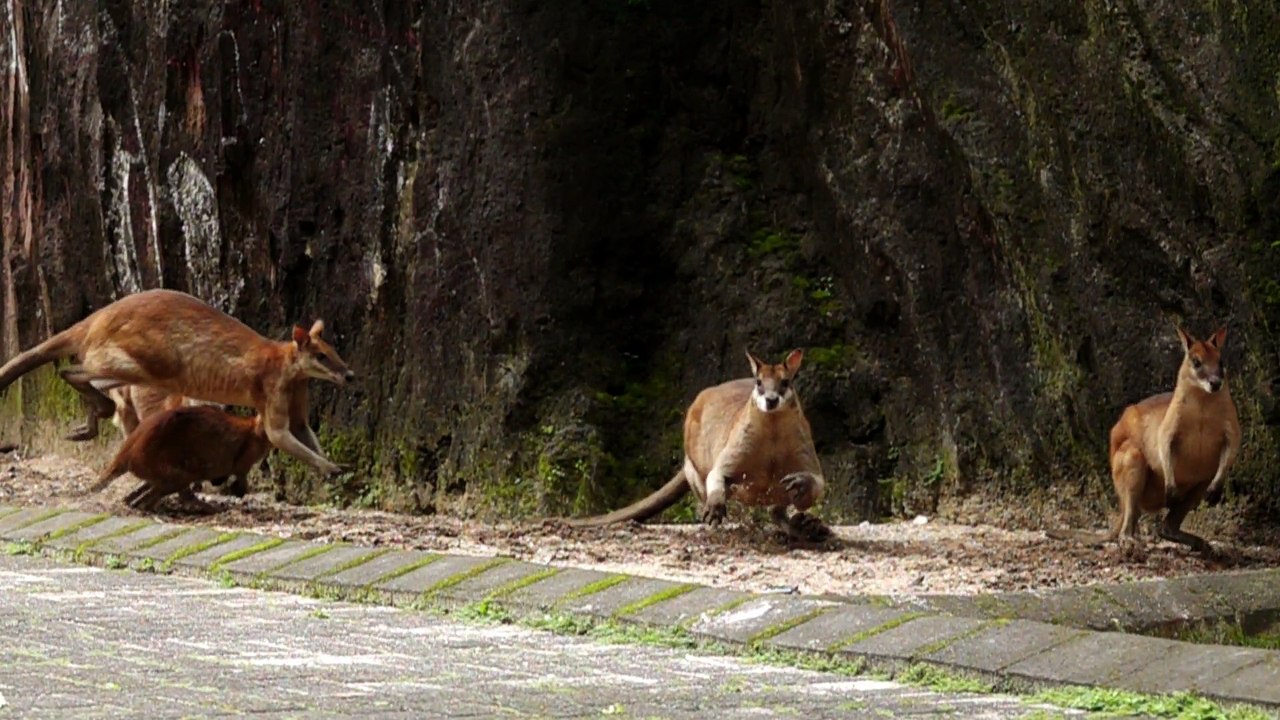 australian wallaby in slow motion