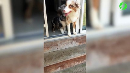 Quand ce papa chien apprend à son petit à descendre les escaliers... Adorable