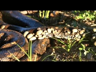 Ce serpent python est recouvert de centaines de tiques parasites