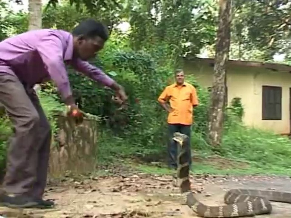 Il s'amuse avec son cobra royal énorme... Fou