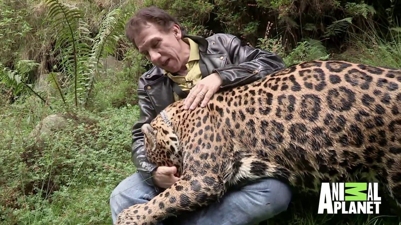 Il promène son énorme jaguar de compagnie... Animal magnifique