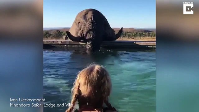 Quand un éléphant vient boire dans la piscine de ton hotel pendant que tu te baignes