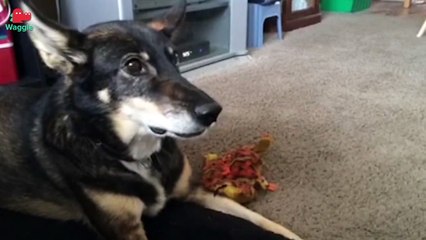 Does anybody here speak Doglish? How about Catese? Anybody?