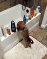 Ce chien a trouvé la façon de s'amuser avec des produits de beauté